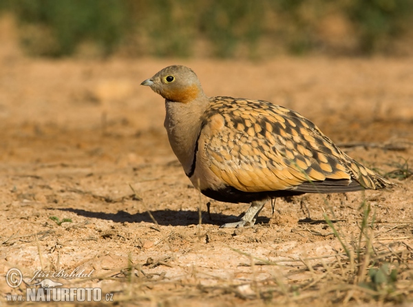 Sandflughuhn (Pterocles orientalis)