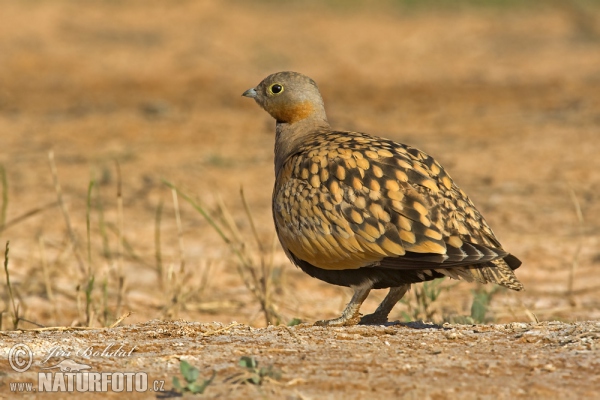 Sandflughuhn (Pterocles orientalis)