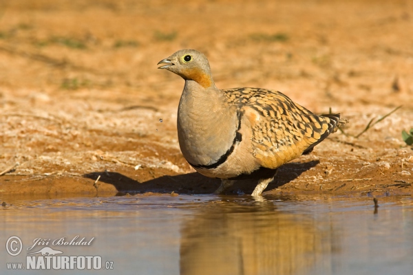 Sandflughuhn (Pterocles orientalis)