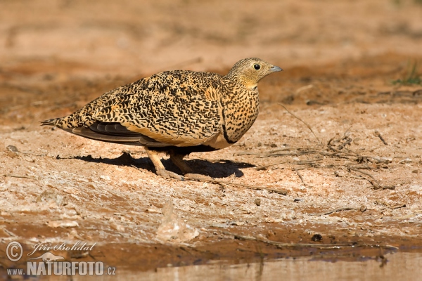 Sandflughuhn (Pterocles orientalis)