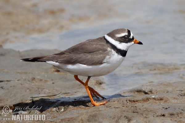 Sandregenpfeifer (Charadrius hiaticula)