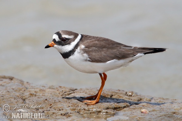 Sandregenpfeifer (Charadrius hiaticula)