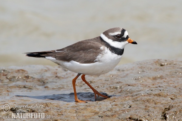 Sandregenpfeifer (Charadrius hiaticula)