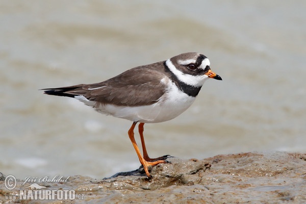 Sandregenpfeifer (Charadrius hiaticula)