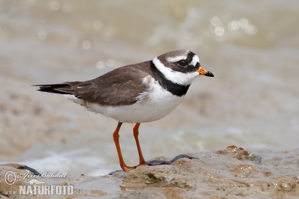 Sandregenpfeifer (Charadrius hiaticula)