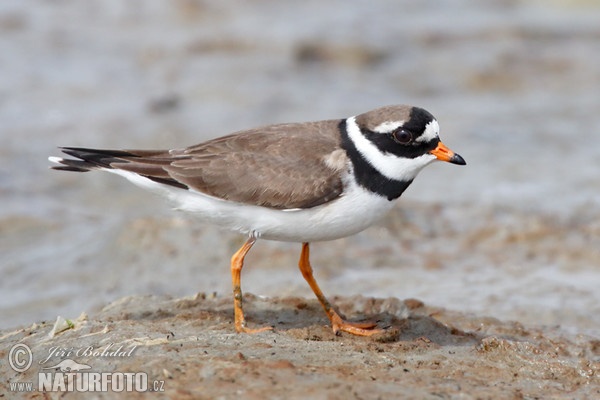 Sandregenpfeifer (Charadrius hiaticula)