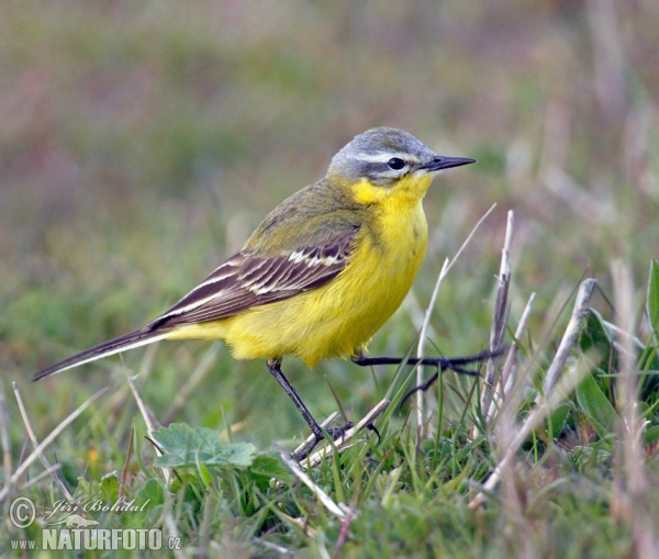 Schafstelze (Motacilla flava)