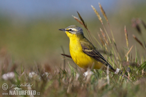 Schafstelze (Motacilla flava)