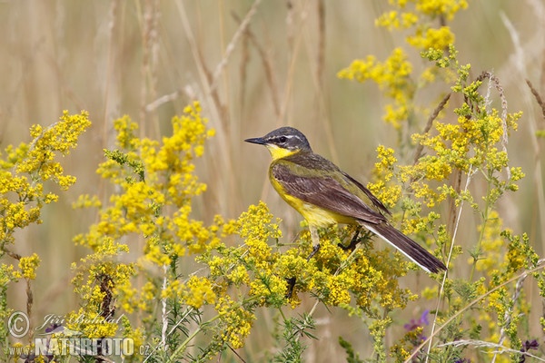 Schafstelze (Motacilla flava)