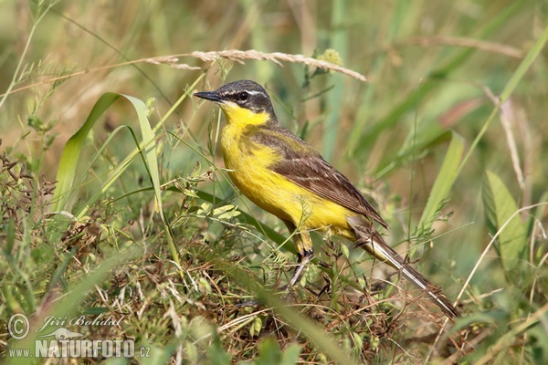 Schafstelze (Motacilla flava)