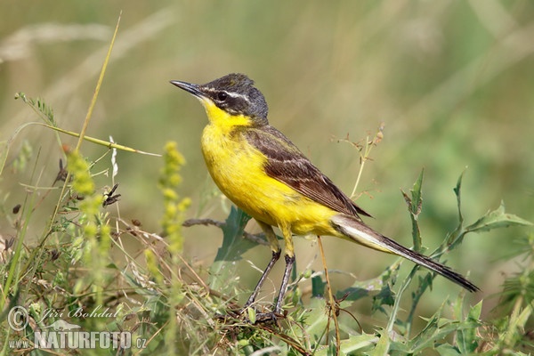 Schafstelze (Motacilla flava)