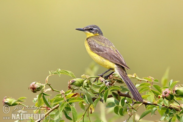 Schafstelze (Motacilla flava)