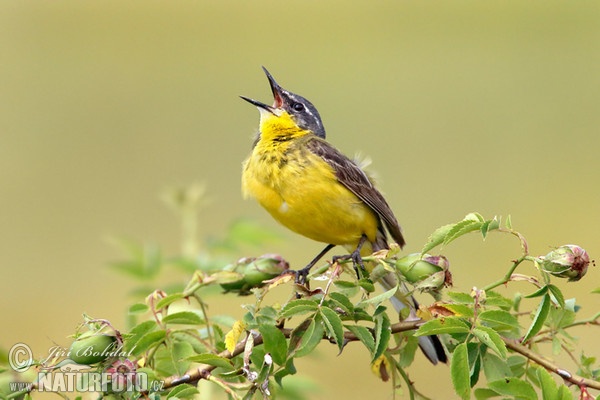 Schafstelze (Motacilla flava)