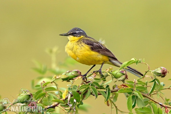 Schafstelze (Motacilla flava)