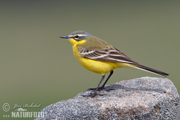 Schafstelze (Motacilla flava)