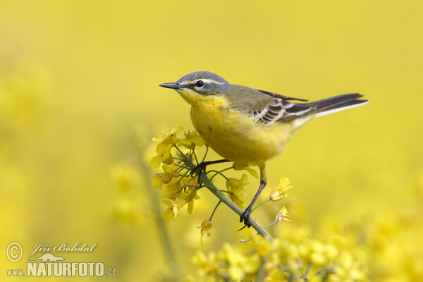 Schafstelze (Motacilla flava)