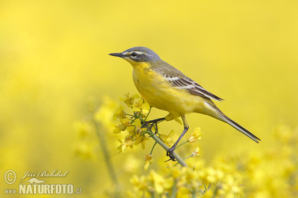 Schafstelze (Motacilla flava)