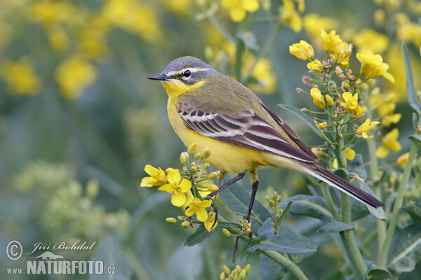 Schafstelze (Motacilla flava)