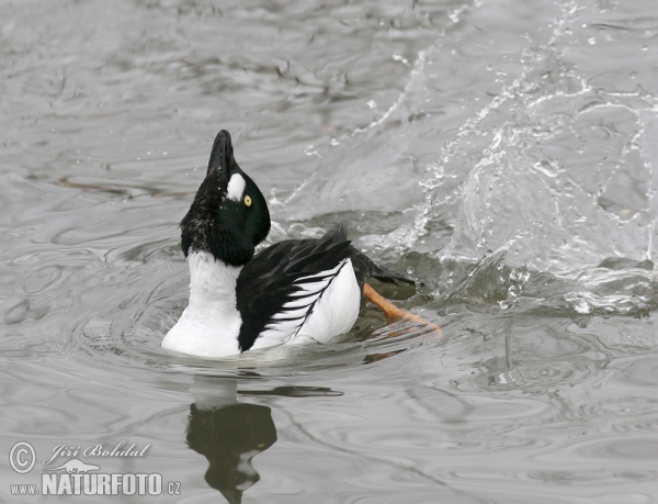 Schellente (Bucephala clangula)