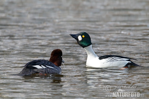 Schellente (Bucephala clangula)