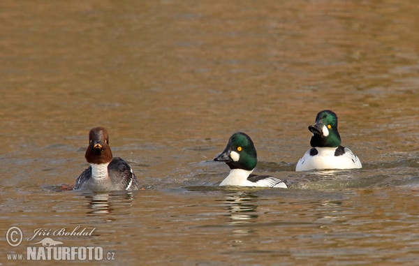 Schellente (Bucephala clangula)