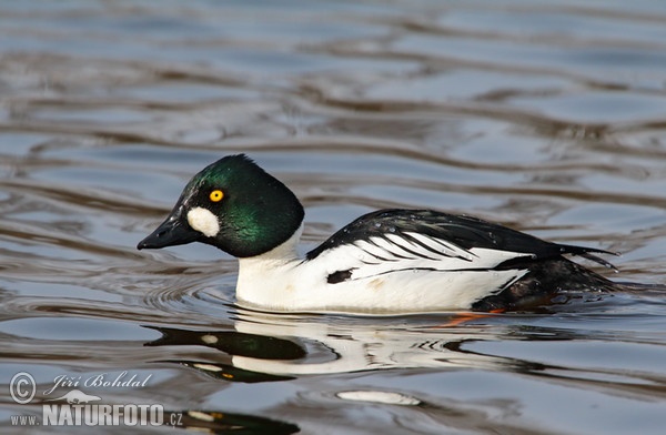 Schellente (Bucephala clangula)