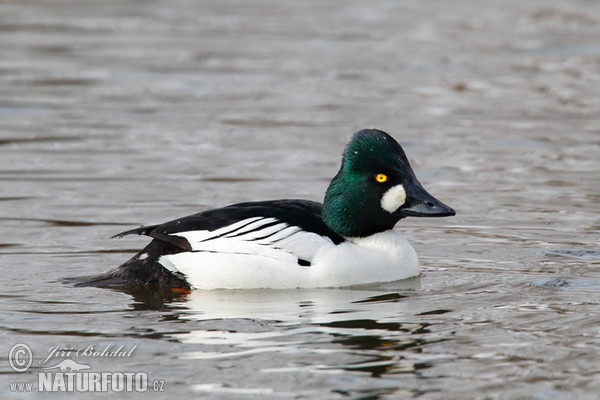 Schellente (Bucephala clangula)