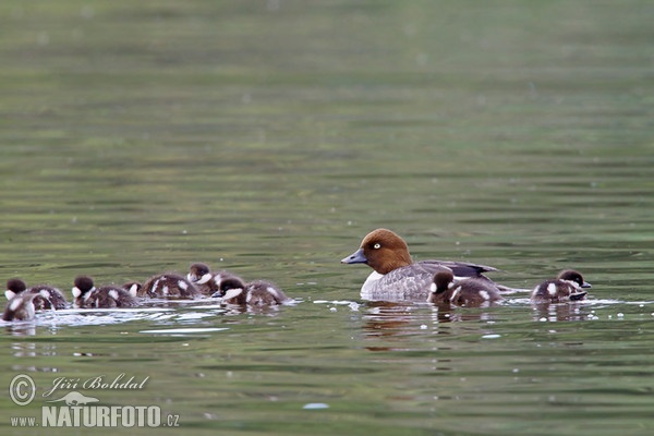 Schellente (Bucephala clangula)