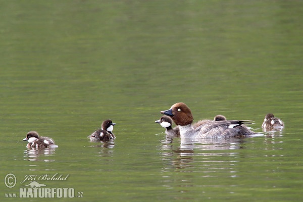 Schellente (Bucephala clangula)