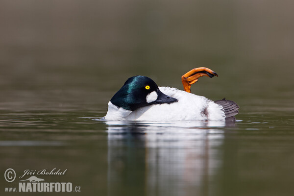 Schellente (Bucephala clangula)