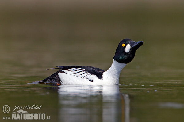 Schellente (Bucephala clangula)