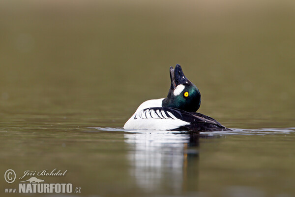 Schellente (Bucephala clangula)