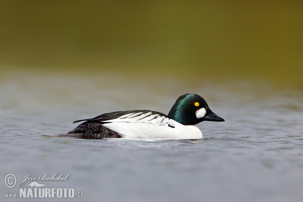 Schellente (Bucephala clangula)