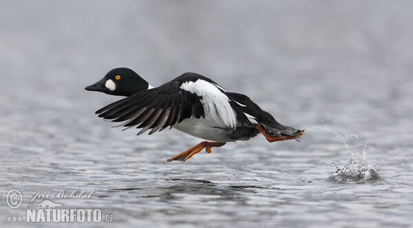 Schellente (Bucephala clangula)