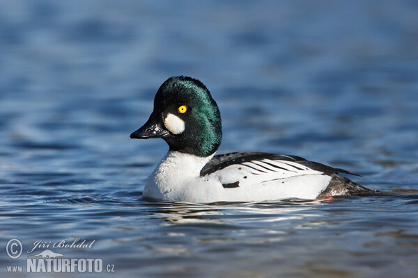 Schellente (Bucephala clangula)