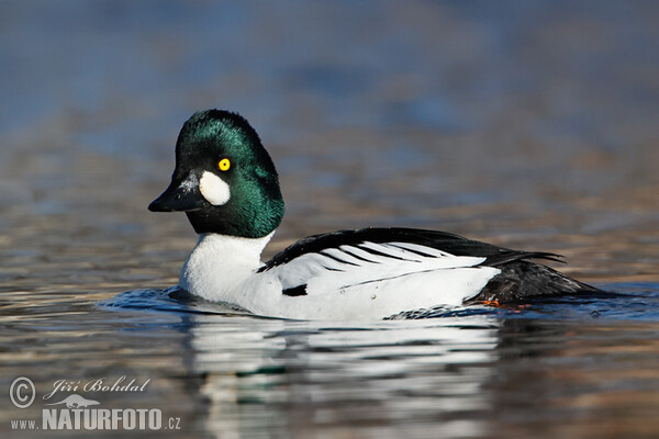 Schellente (Bucephala clangula)