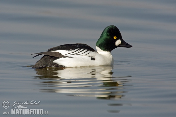 Schellente (Bucephala clangula)