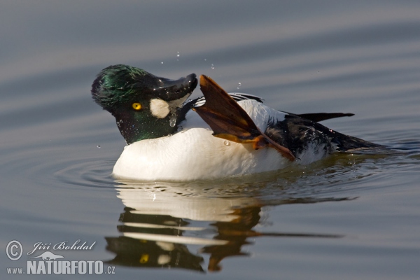 Schellente (Bucephala clangula)