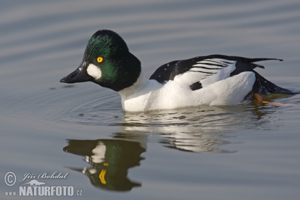 Schellente (Bucephala clangula)