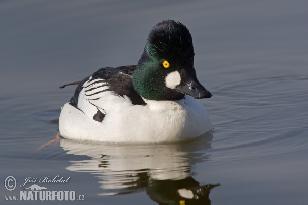 Schellente (Bucephala clangula)