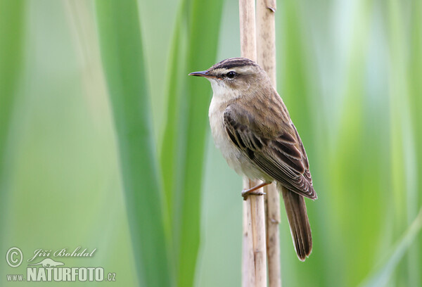 Schilfrohrsänger (Acrocephalus schoenobaenus)