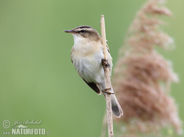 Schilfrohrsänger (Acrocephalus schoenobaenus)