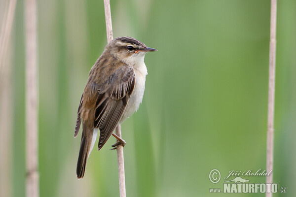 Schilfrohrsänger (Acrocephalus schoenobaenus)