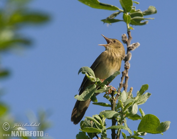 Schlagschwirl (Locustella fluviatilis)