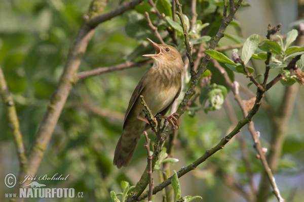 Schlagschwirl (Locustella fluviatilis)