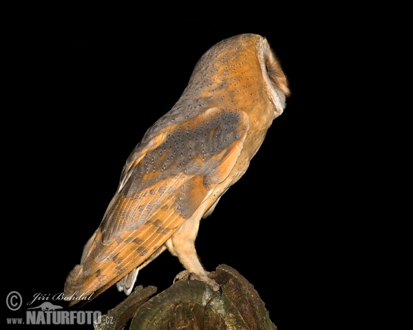 Schleiereule (Tyto alba)