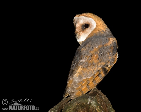 Schleiereule (Tyto alba)