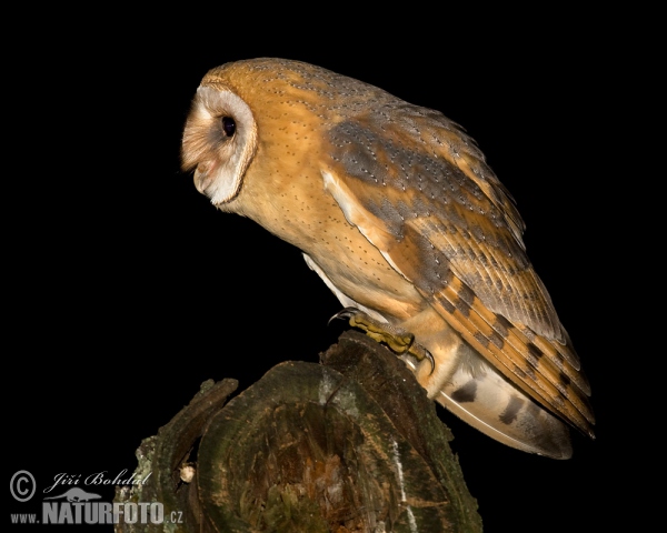 Schleiereule (Tyto alba)