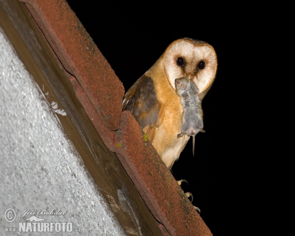 Schleiereule (Tyto alba)