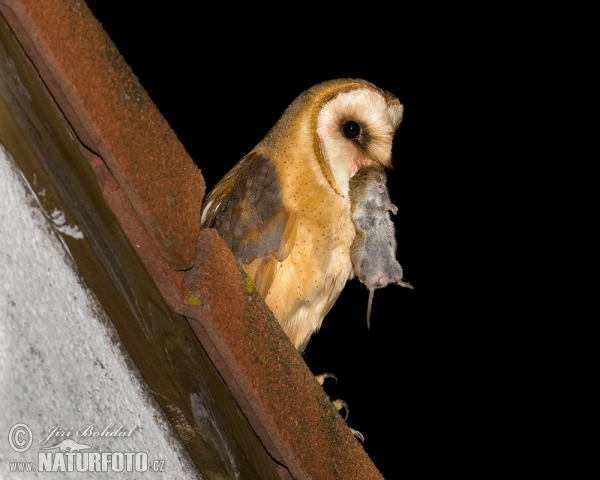 Schleiereule (Tyto alba)